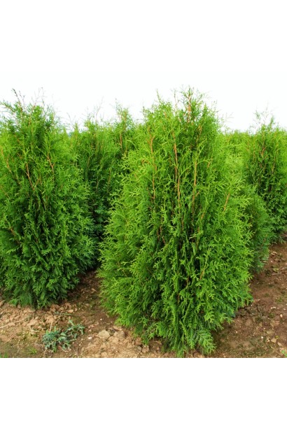 Щільна крона туї Веймар без обрізки